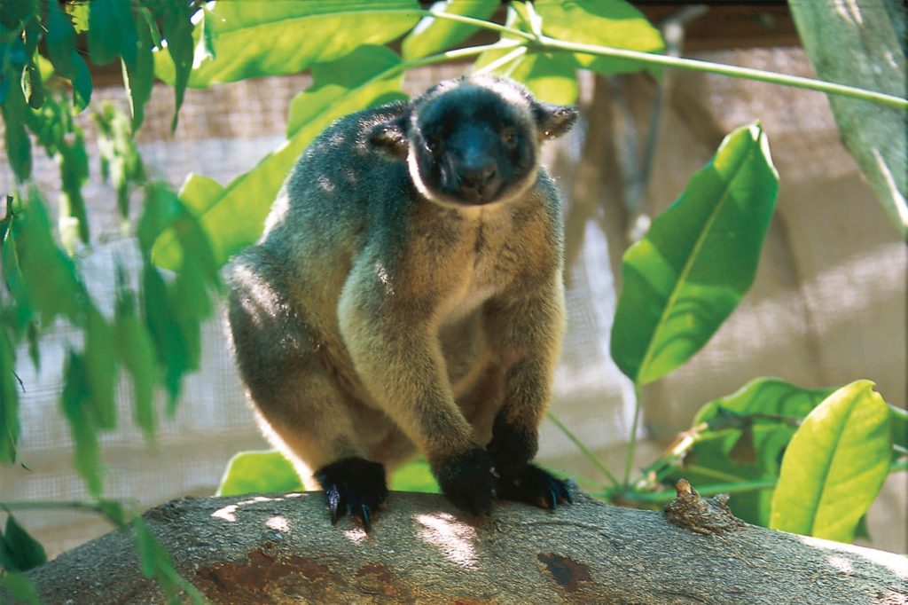 Lumholtz Tree Kangaroo