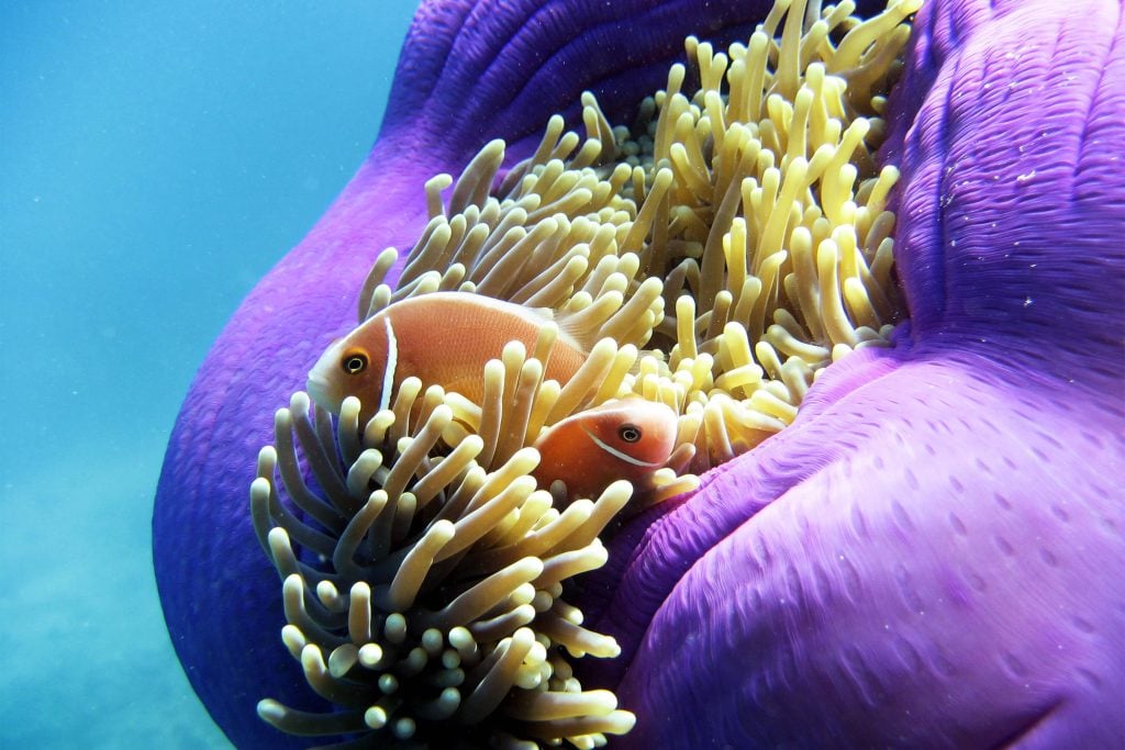 clownfish nemo great barrier reef mission beach