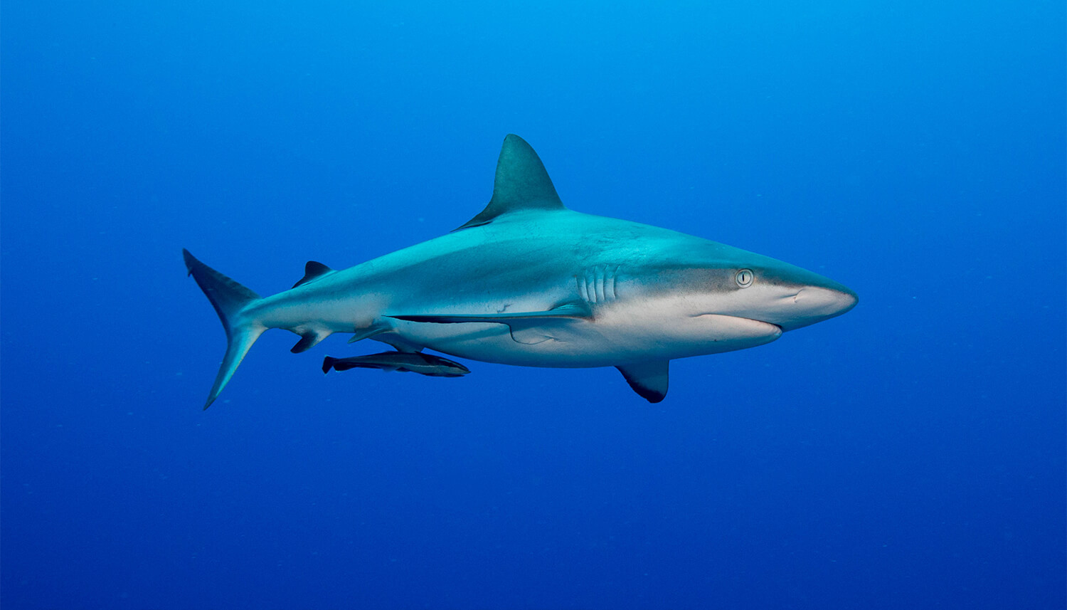 Mike Ball Dive Expeditions shark at North Horn