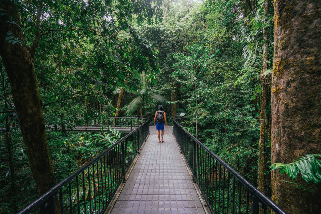 rainforest tour cairns