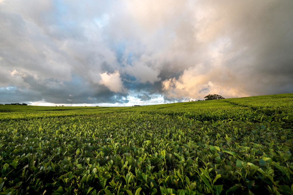 Nerada tea plantation