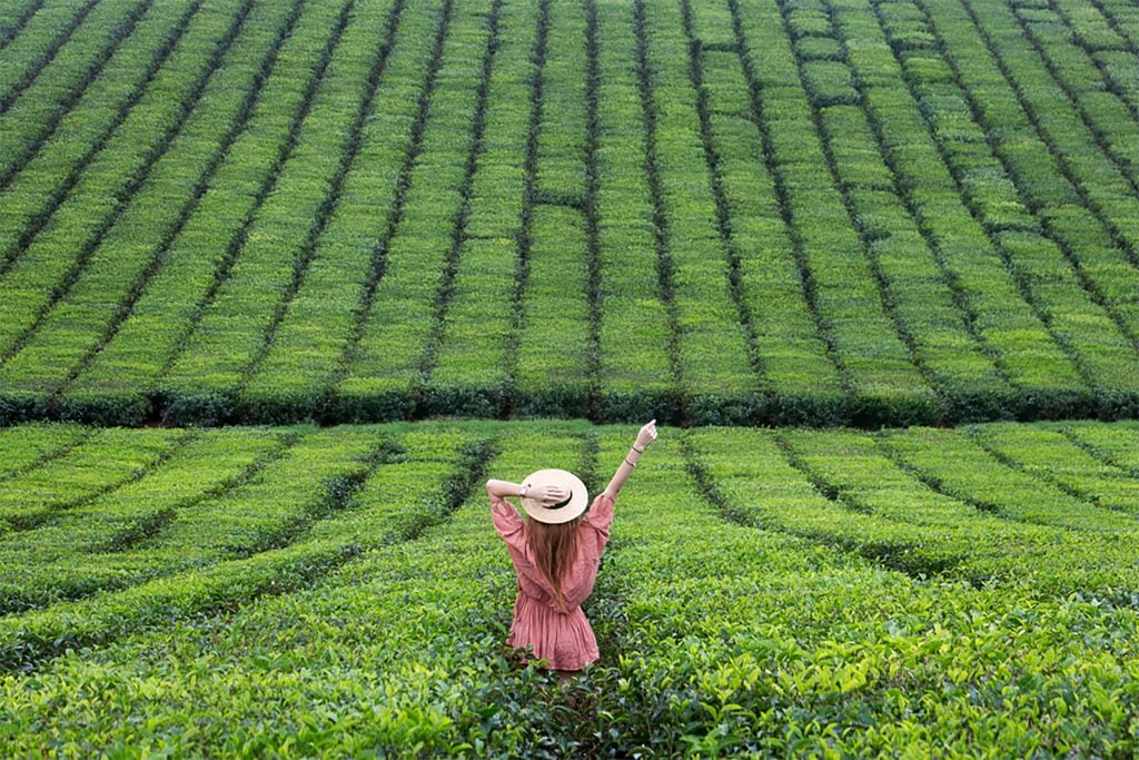 nucifora tea fields