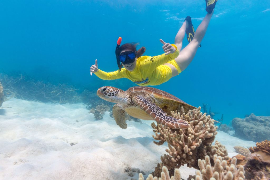Ocean Safari Cape Tribulation snorkelled with turtle