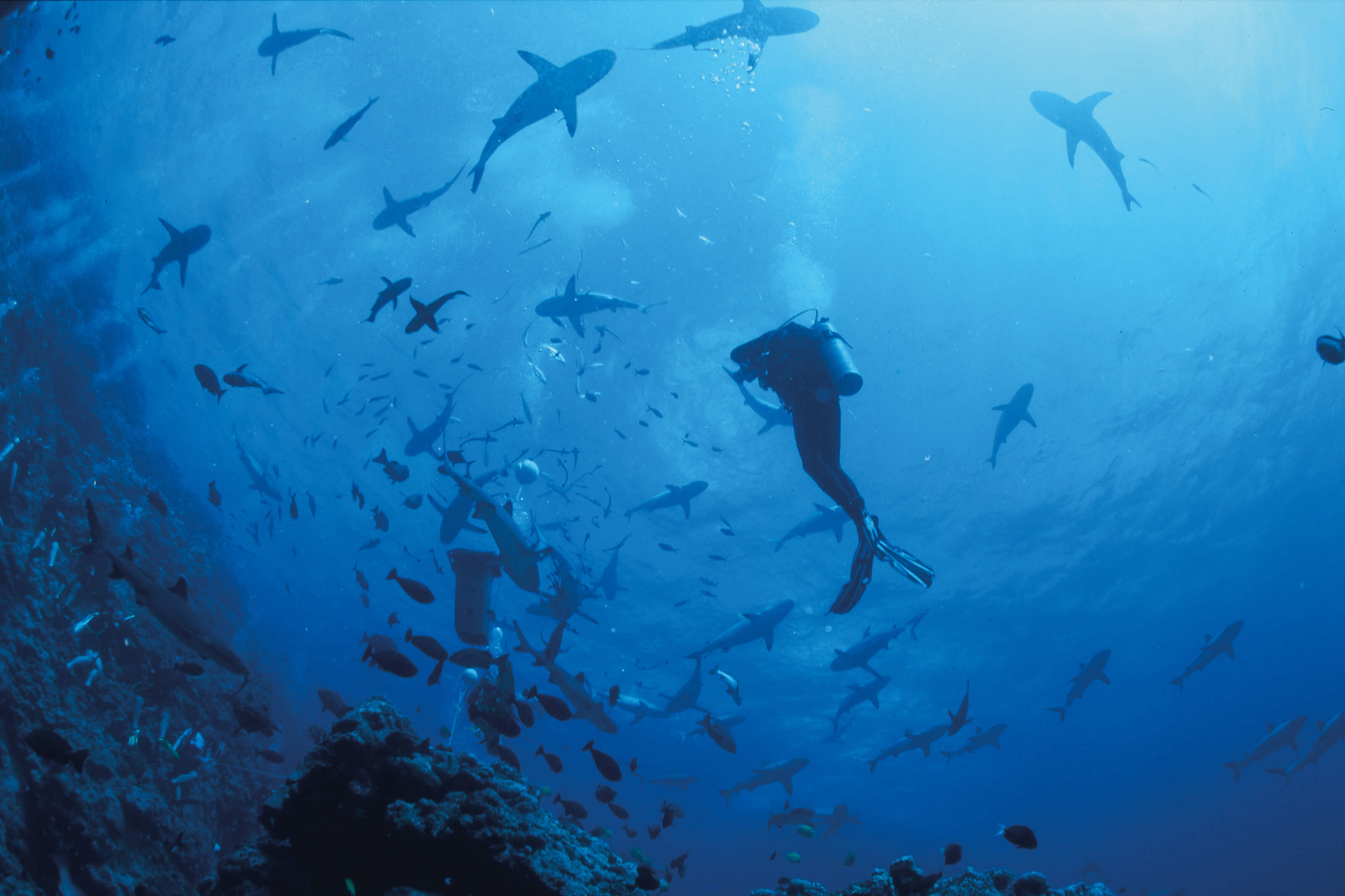 Osprey Reef