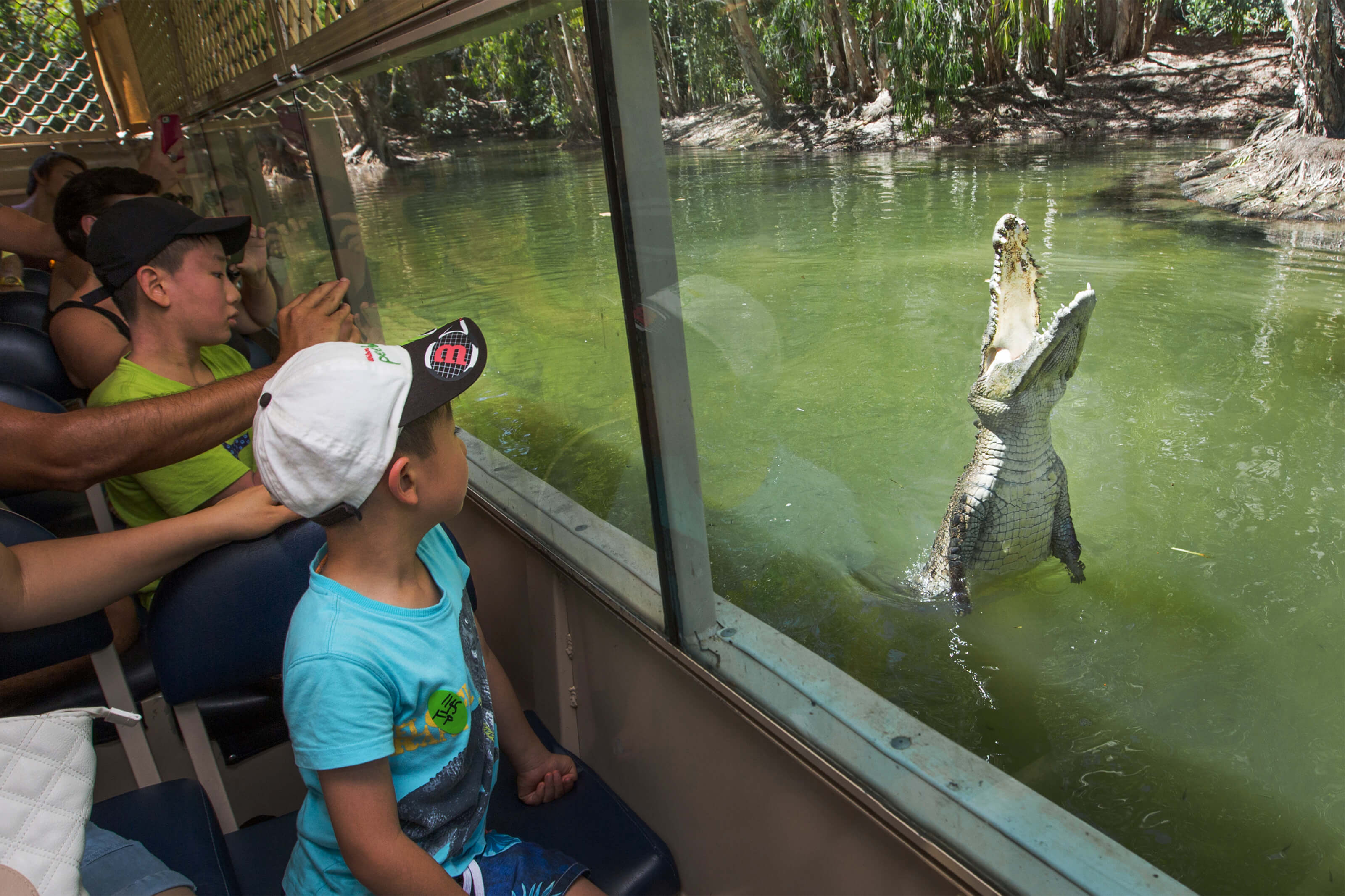 Hartley's Creek Crocodile Farm - Hartley's Crocodile Adventures