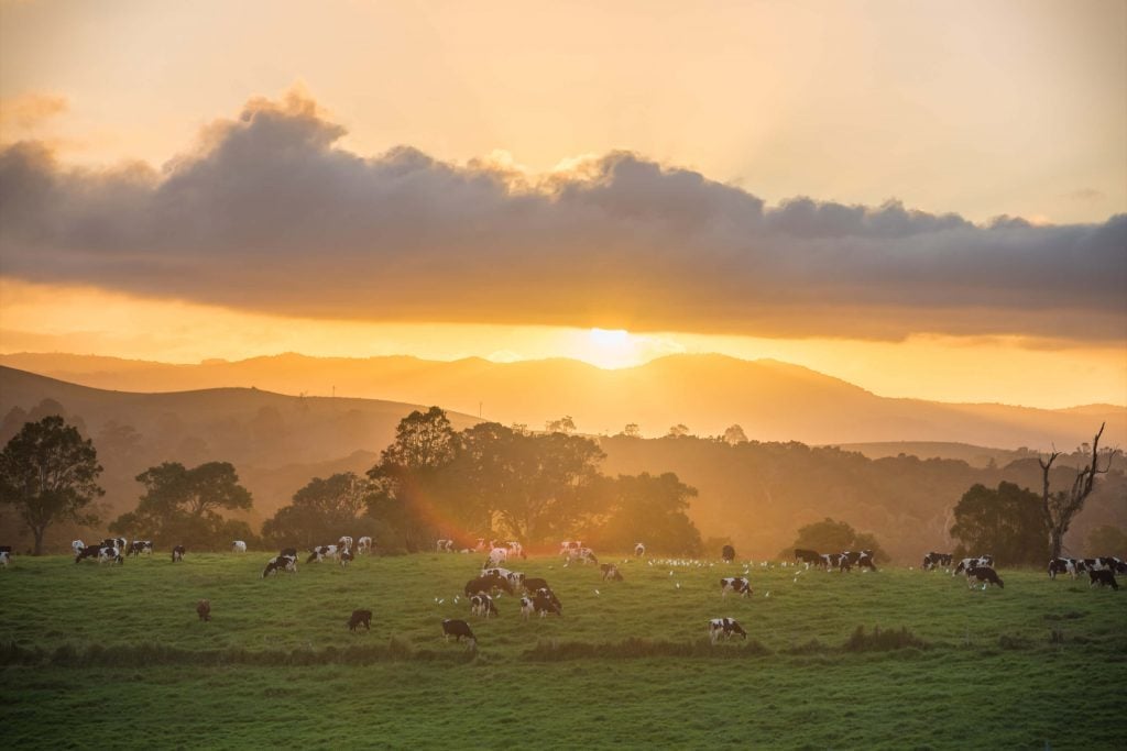 dairy farm on the atherton tablelands