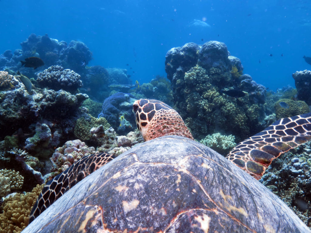 Quicksilver turtle