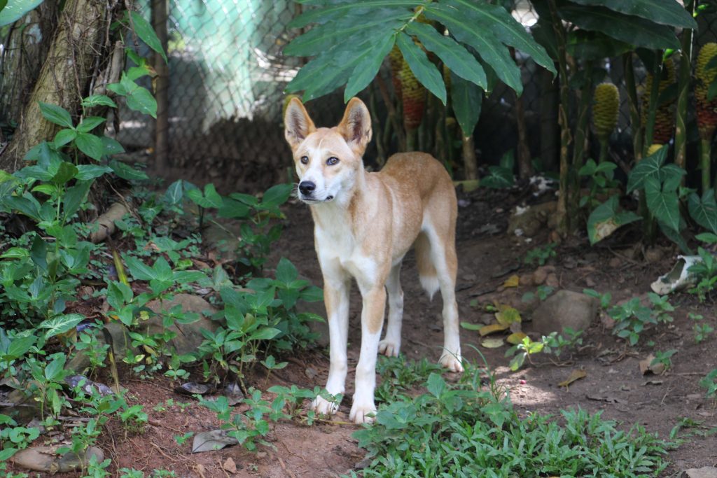Rainforestation Dingo