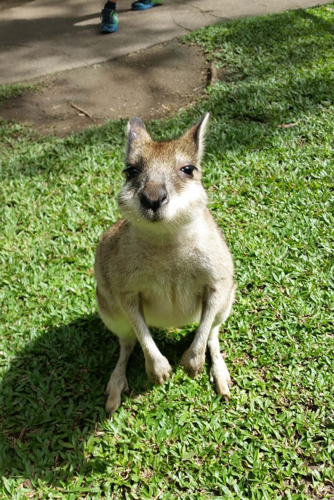Rainforestation wallaby
