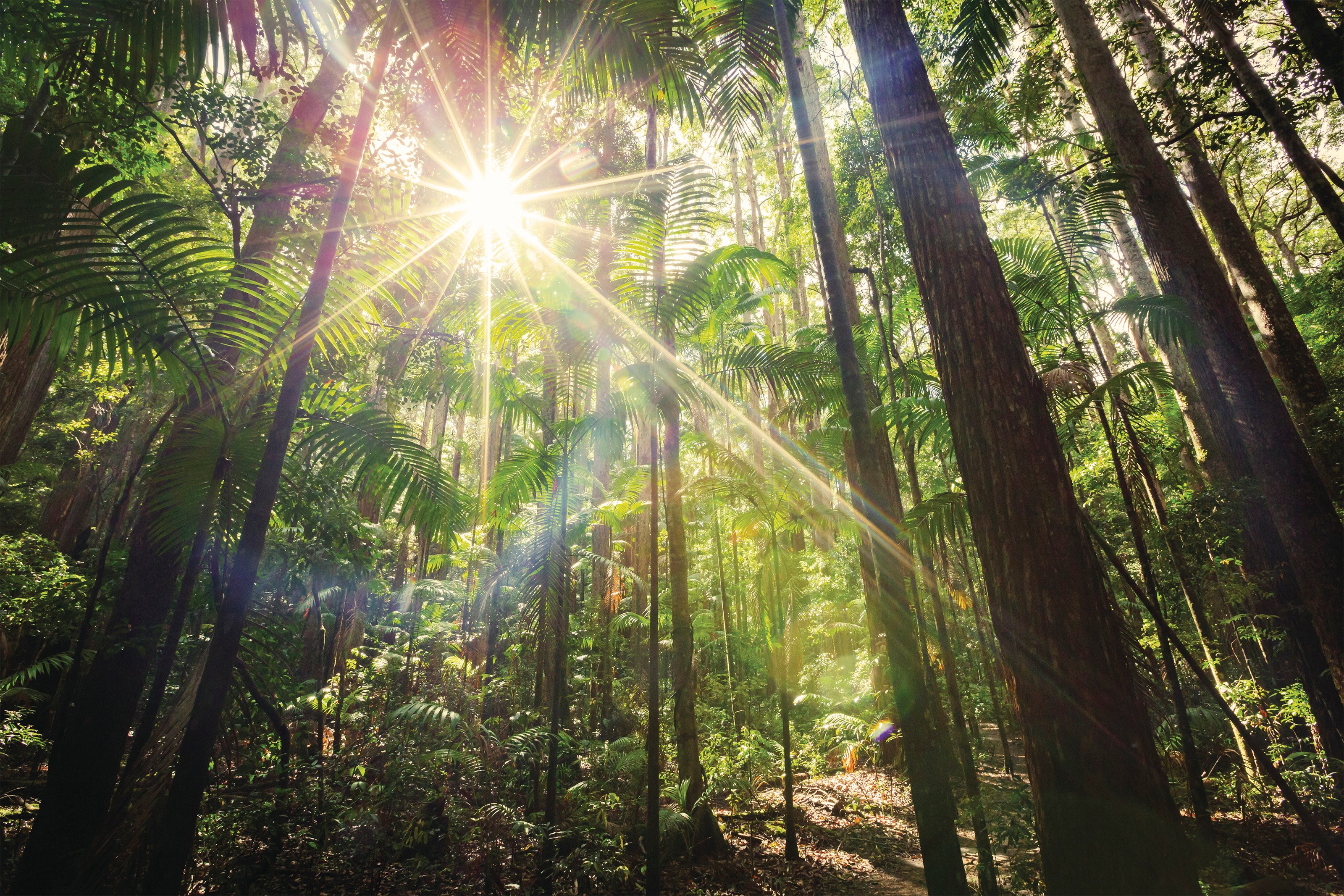 queensland rainforest