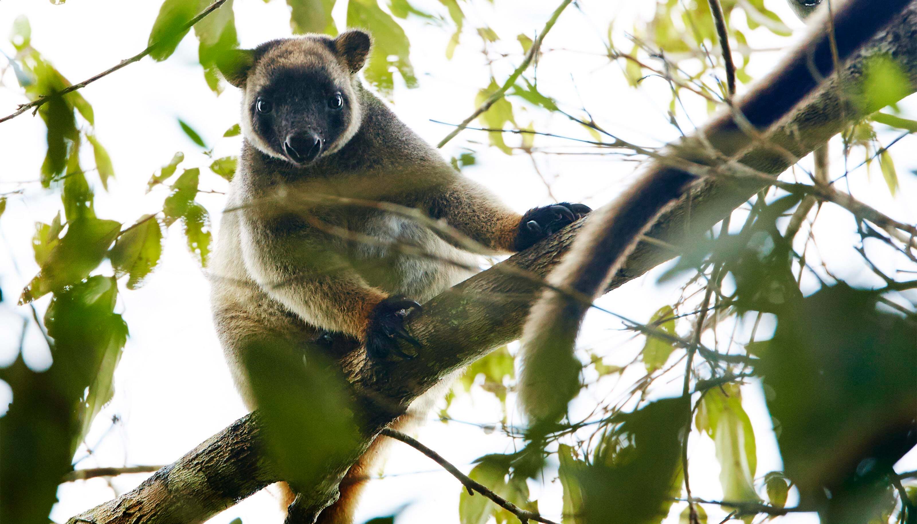 Tropical Wildlife | Cairns & Great Reef