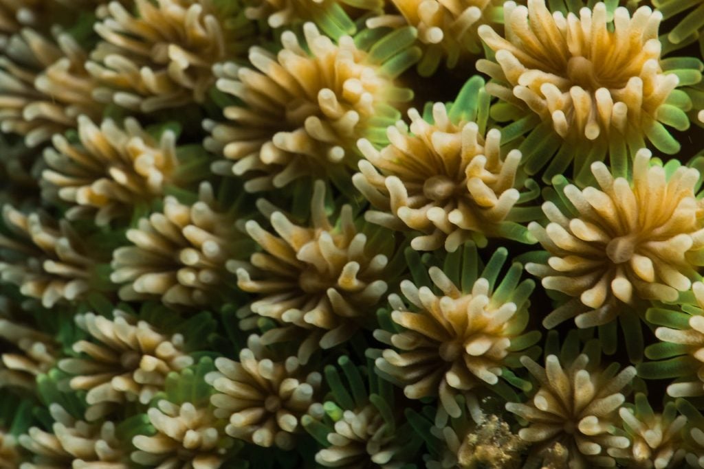 Coral polyps by Reef Society