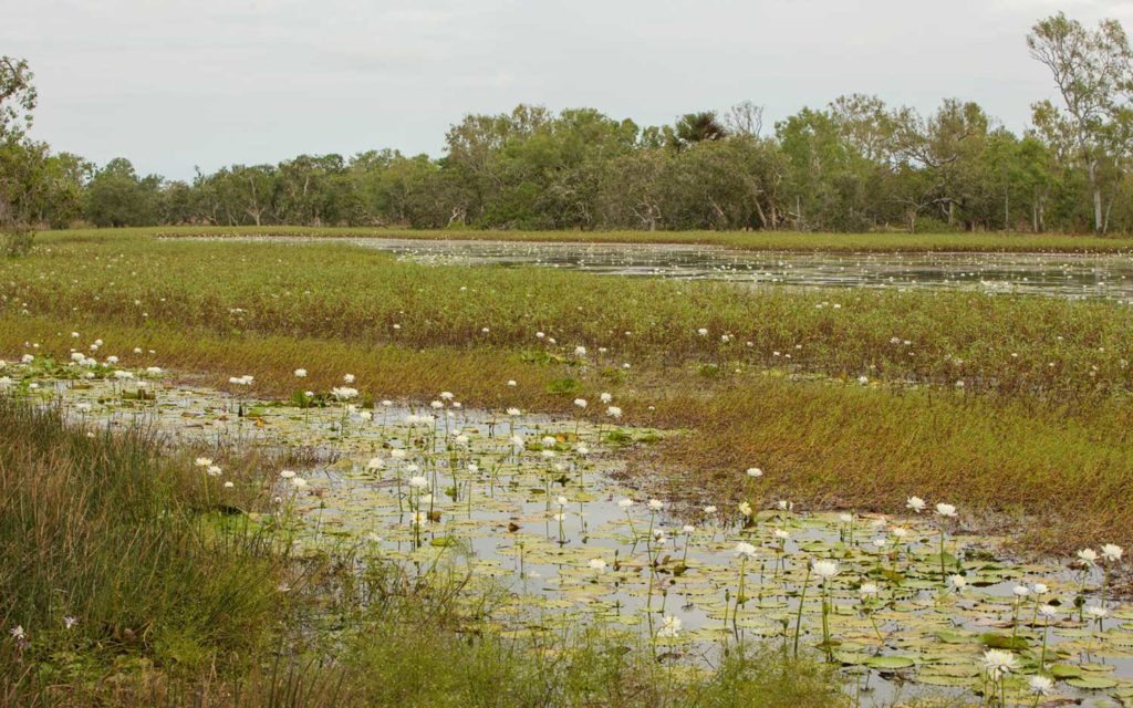 Rinyirru (Lakefield) National Park