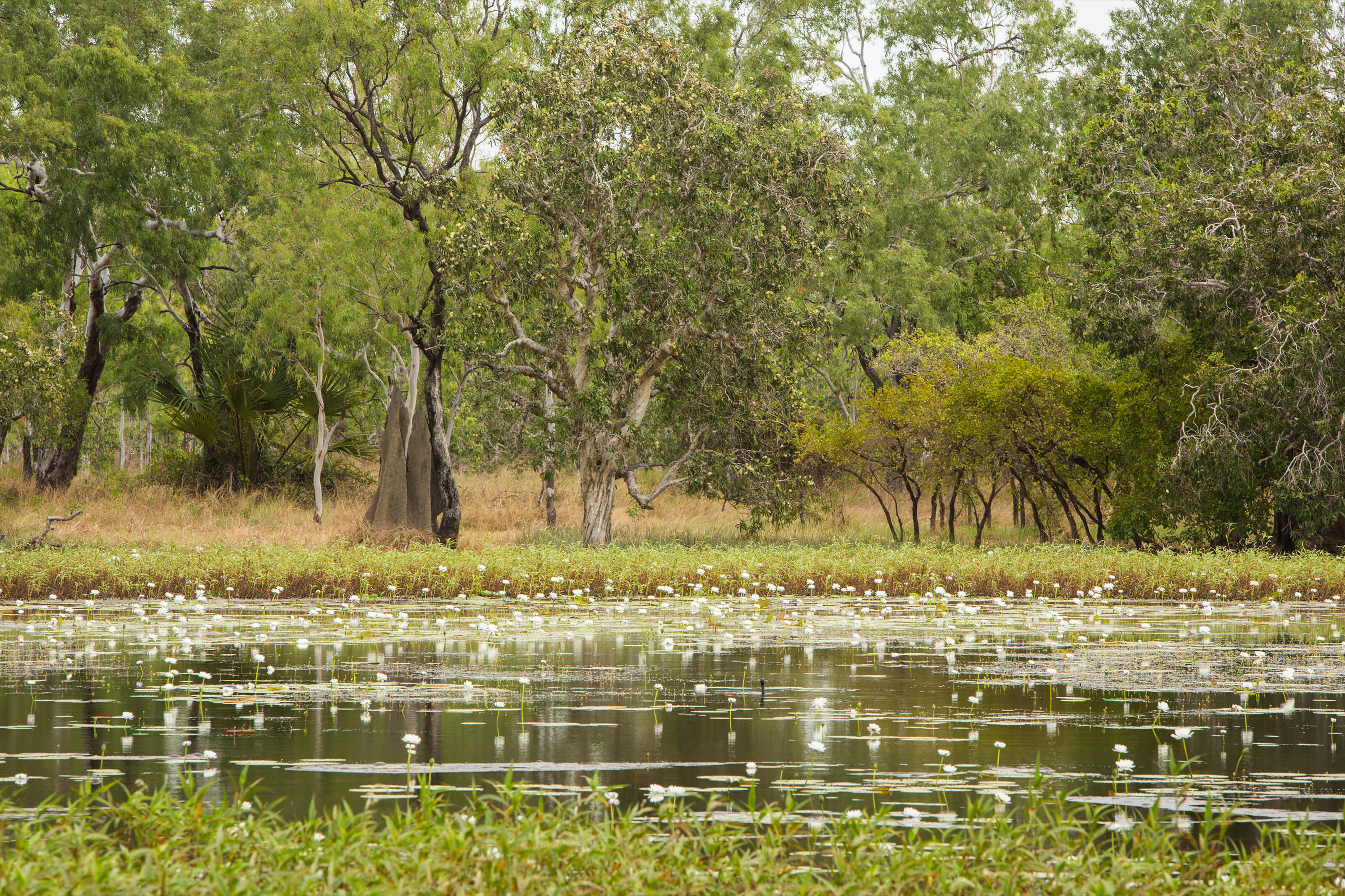 Rinyirru (Lakefield) National Park (CYPAL) Tropical North QLD