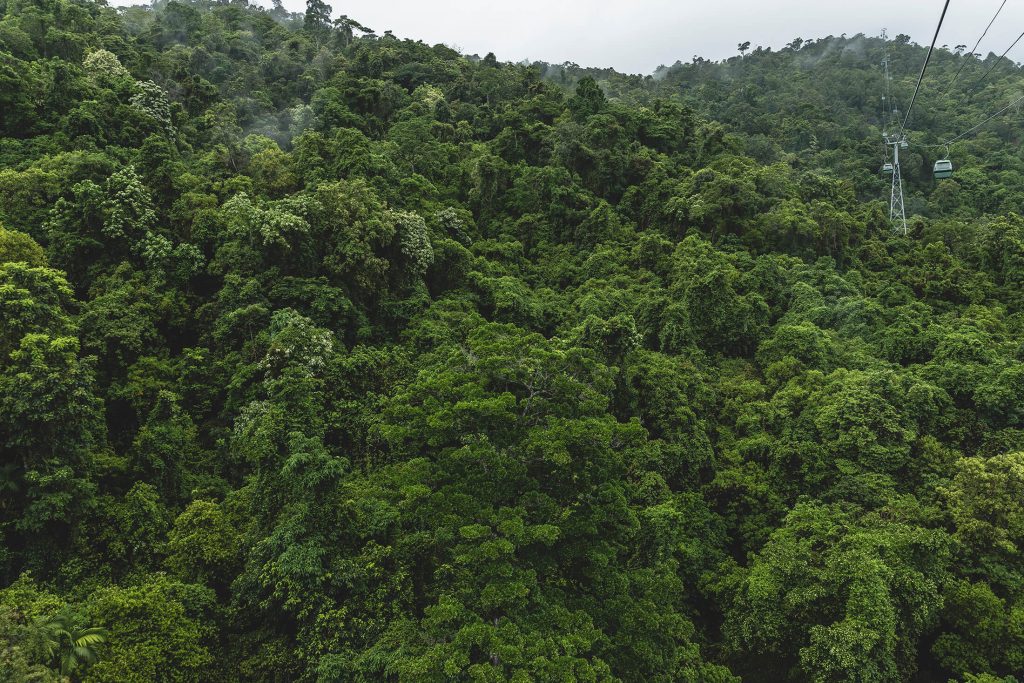 Skyrail Rainforest Cablway