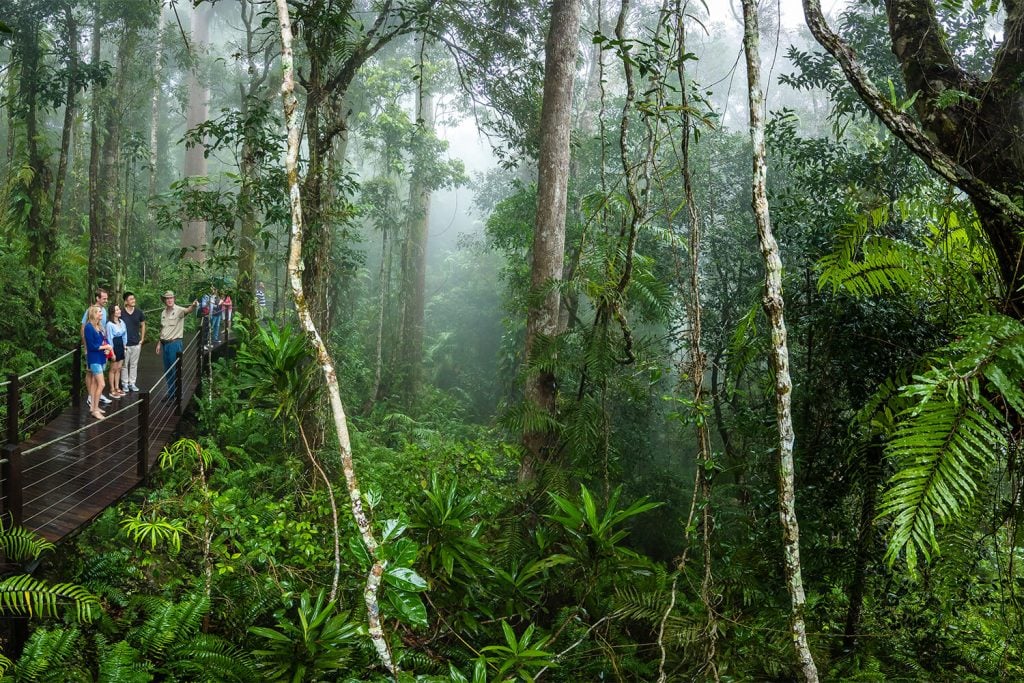 Skyrail rainforest discovery
