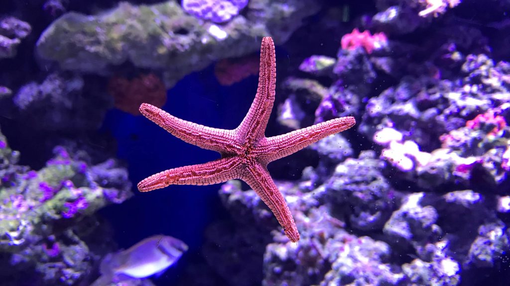 Cairns Aquarium