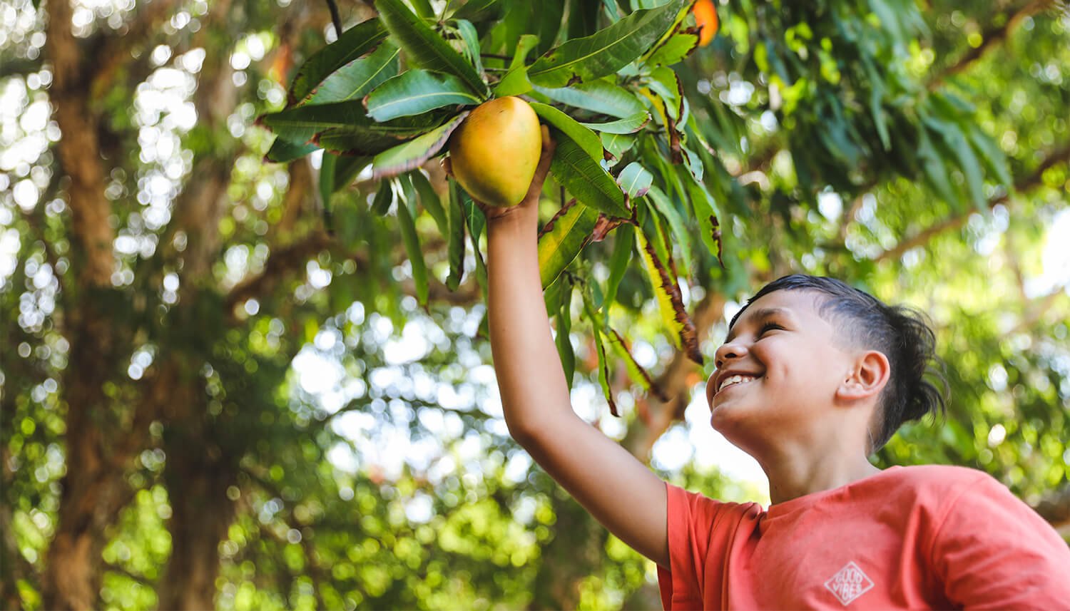 kid picking a mango