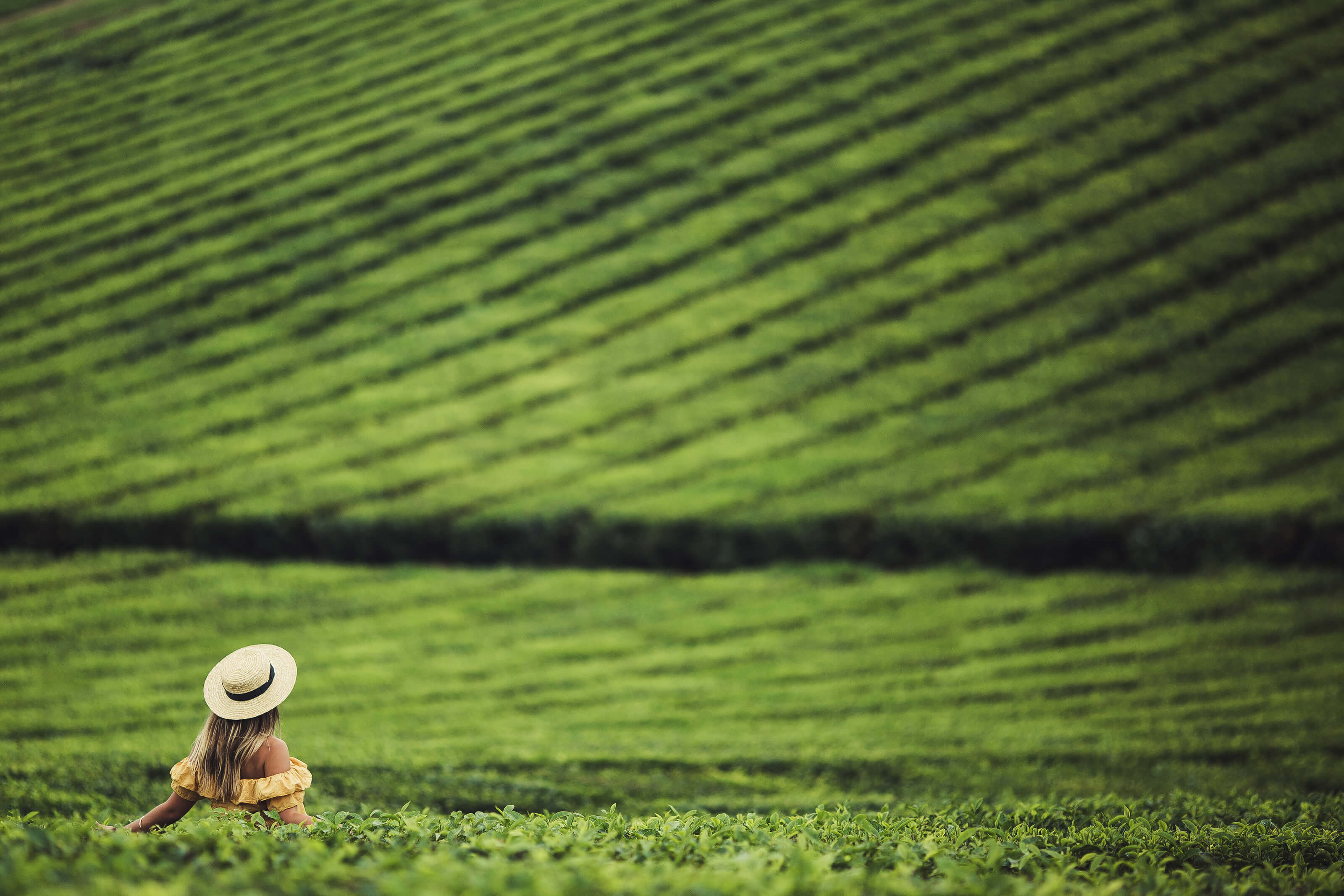 Tastes of the Tablelands Festival