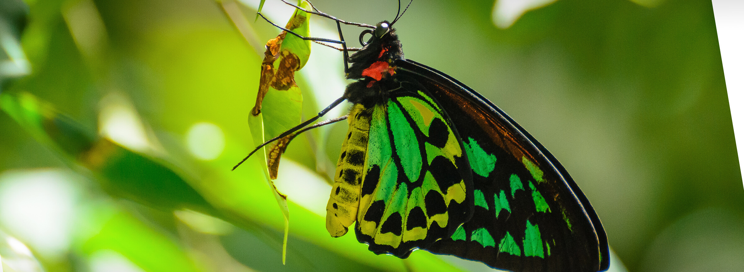 Cairns birdwing butterfly