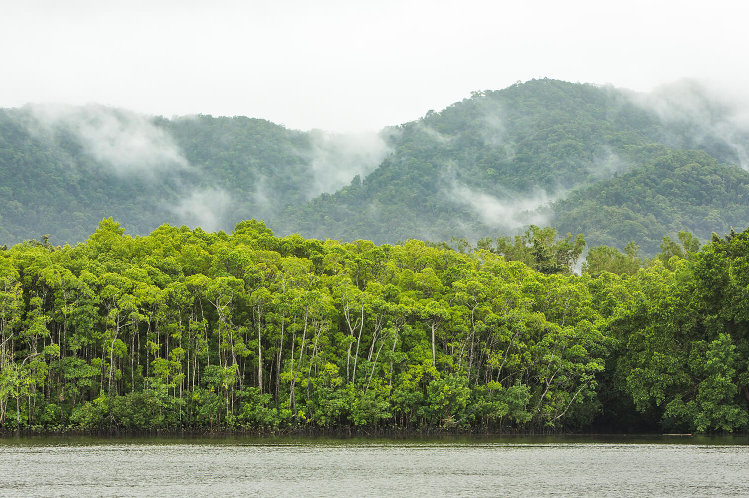 View of Daintree River from Daintree Ferry
