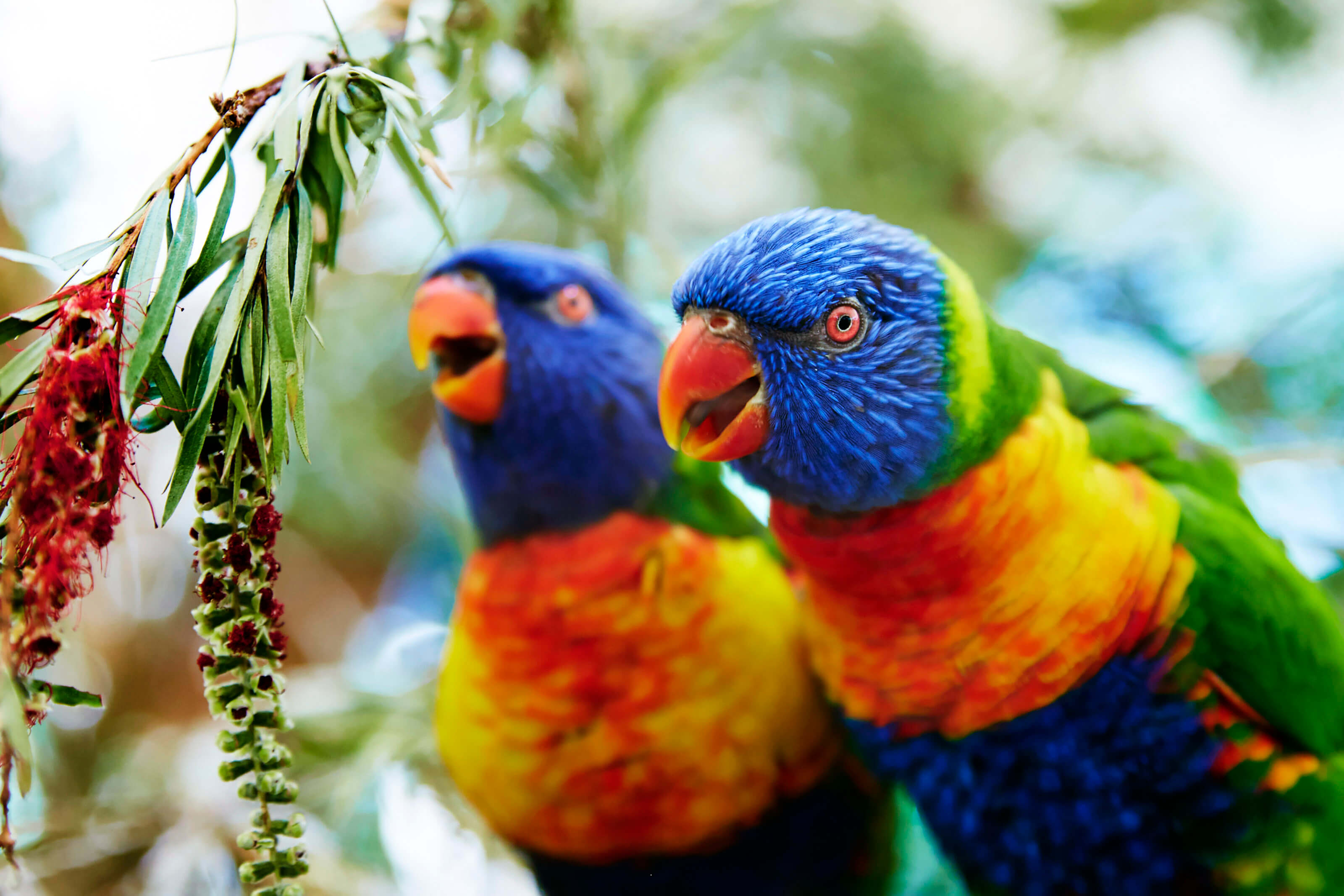 lorikeet at birdworld in kuranda