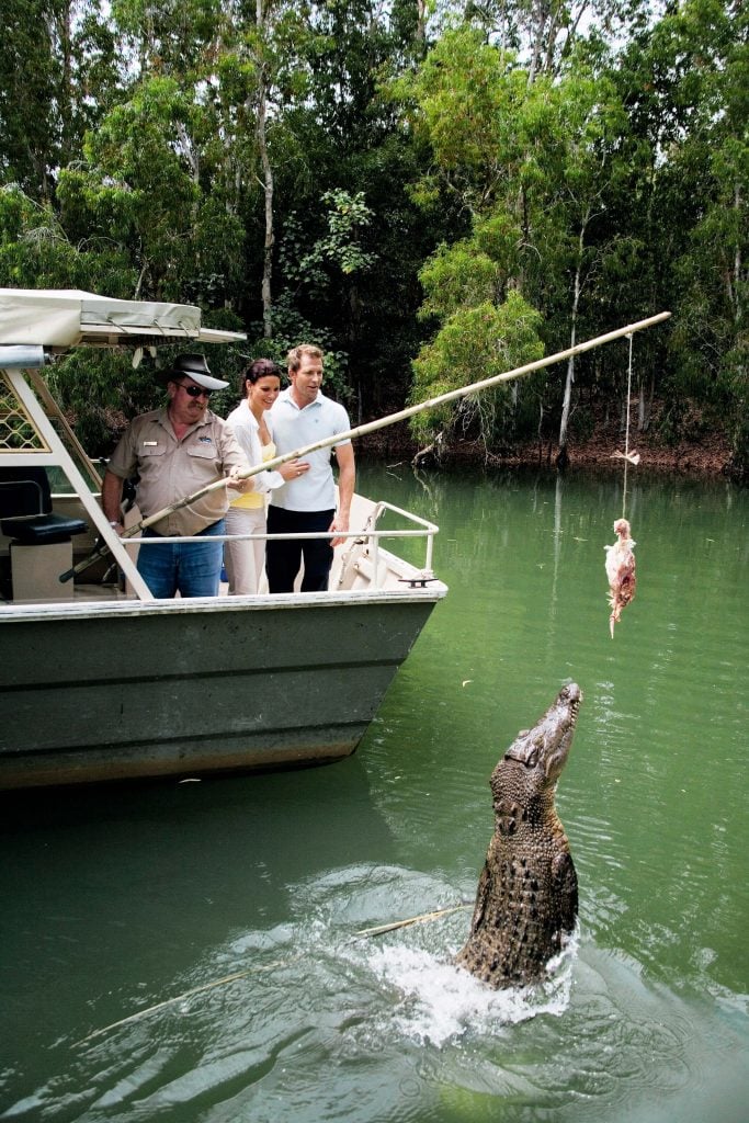 crocodile shows at hartleys crocodile adventures