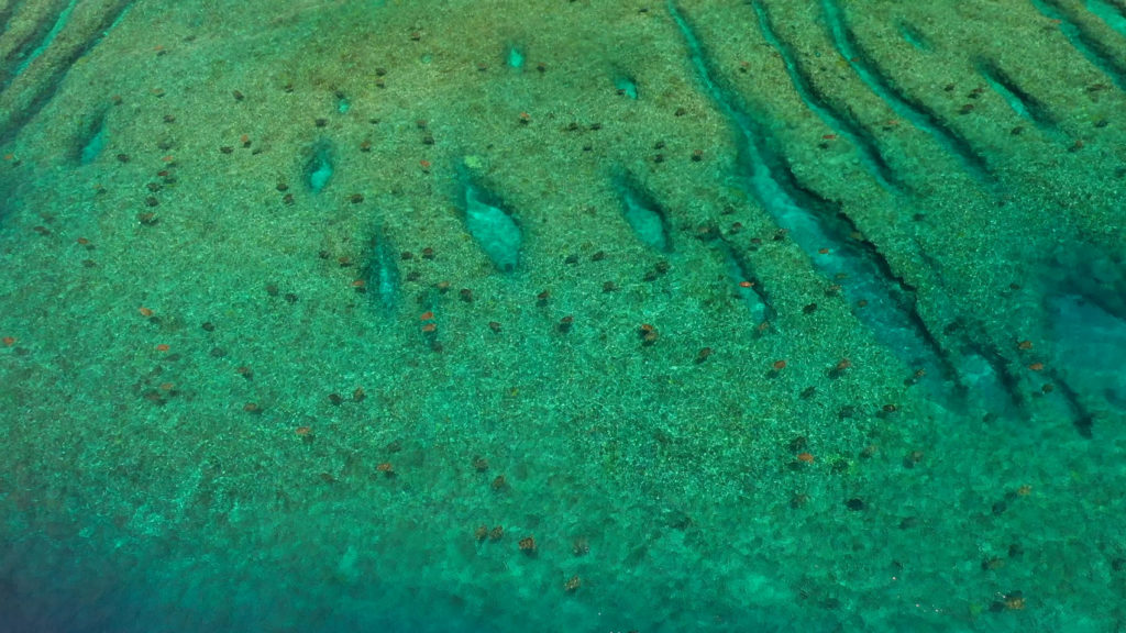 aerial image of turtles off raine island