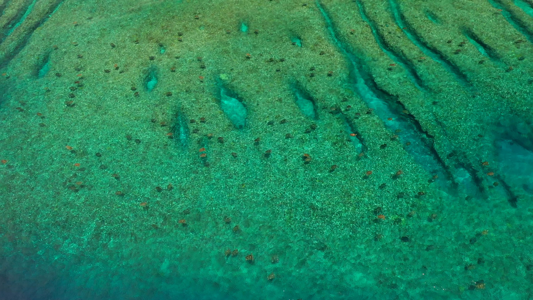 aerial image of turtles off raine island