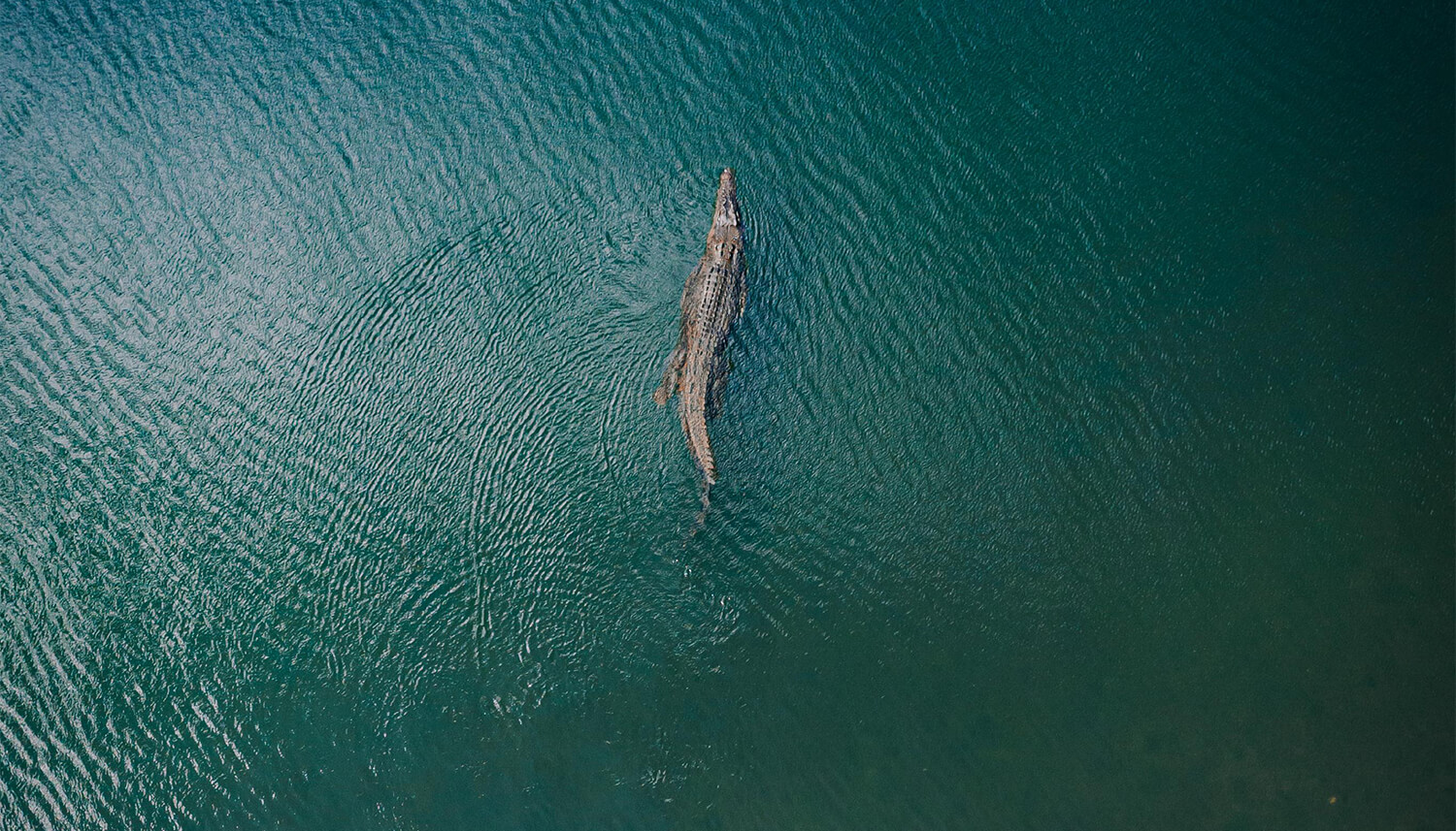 aerial of Crocodile Bloomfield River