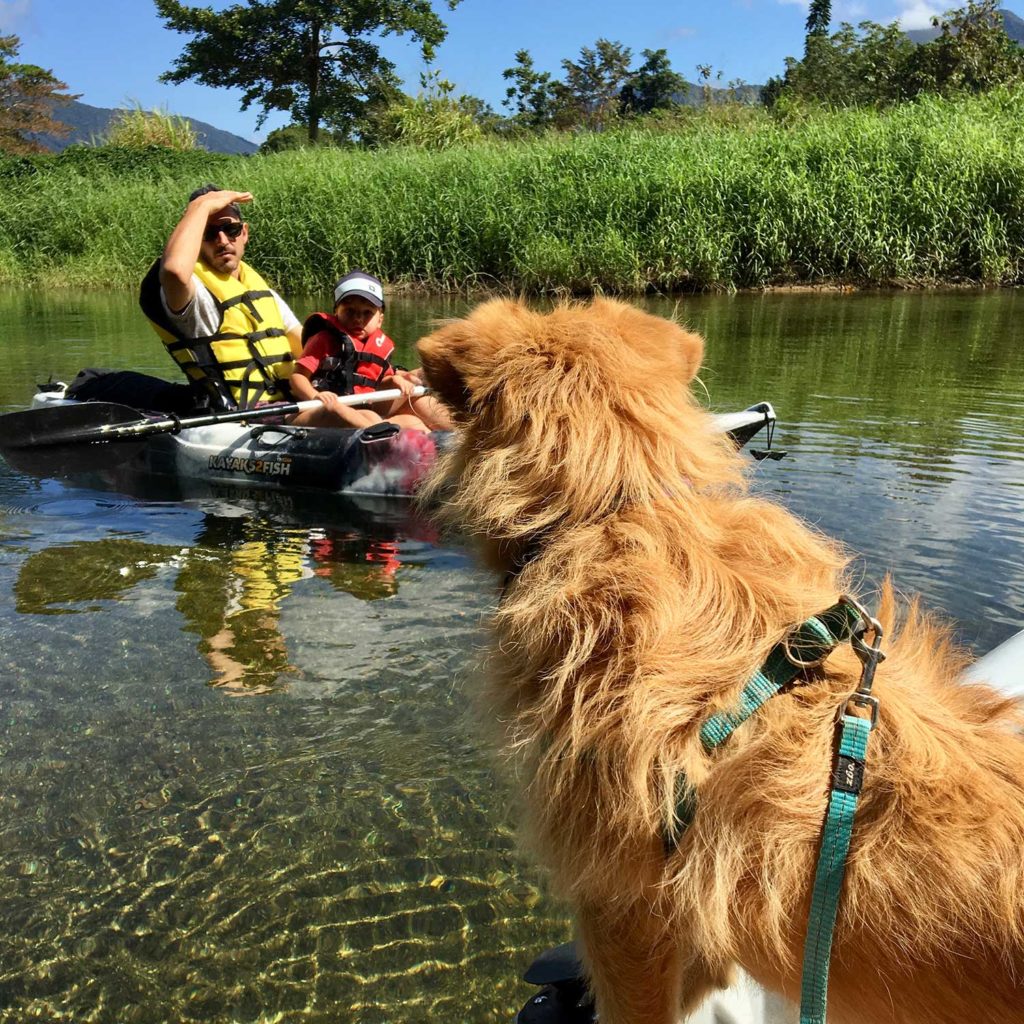 babinda kayaking with dog cairns