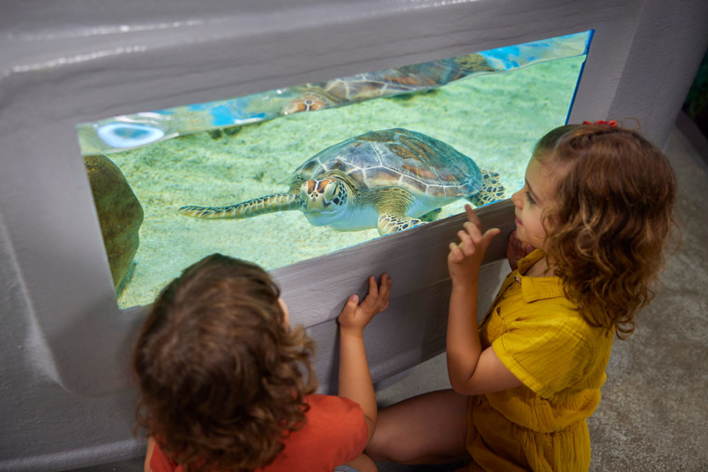 cairns aquarium turtle rehab centre