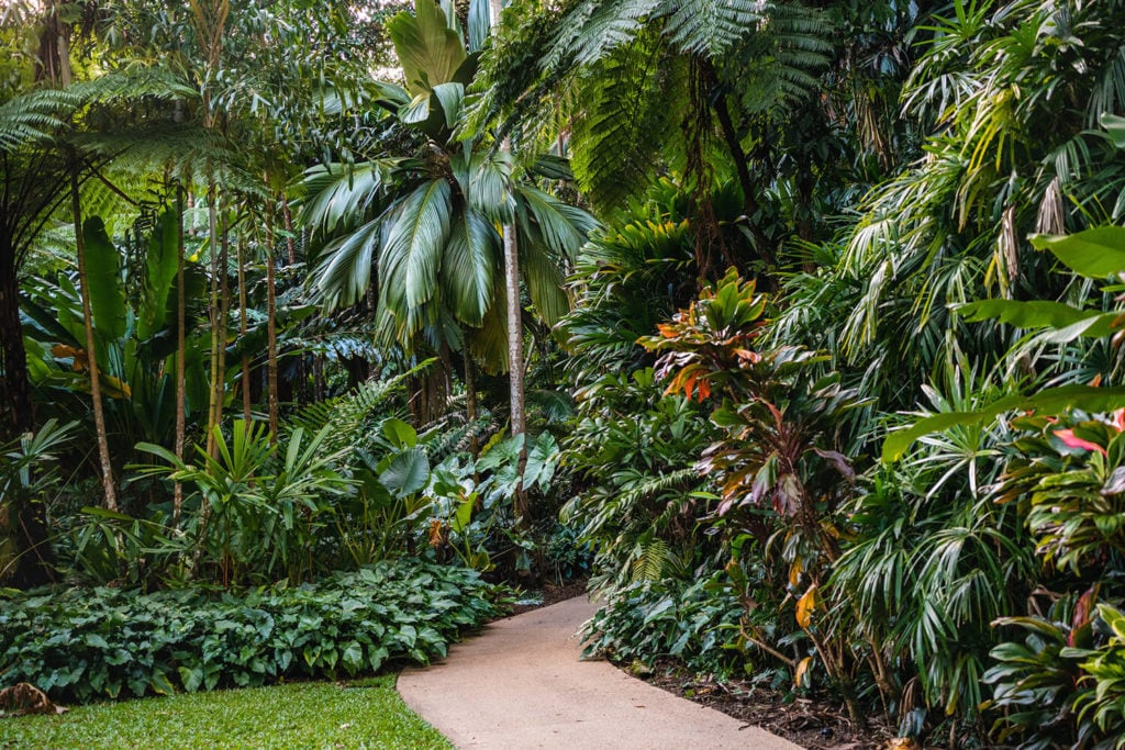 Leafy rainforest garden at the Cairns Botanic Gardens