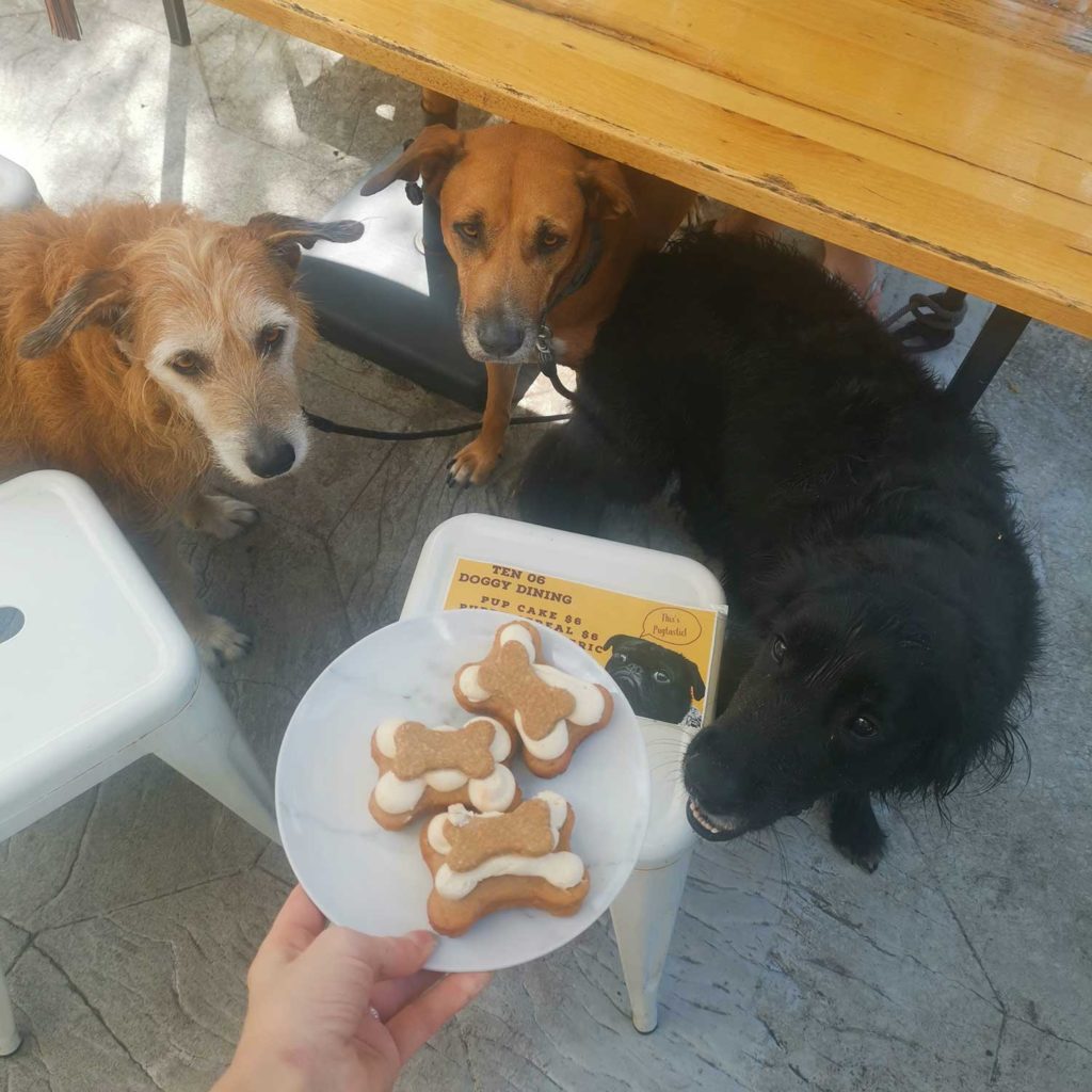 cairns dog friendly cafe