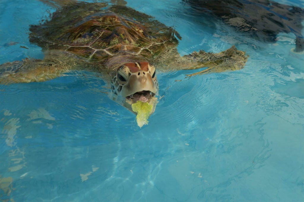 cairns turtle rehabilitation centre fitzroy islan