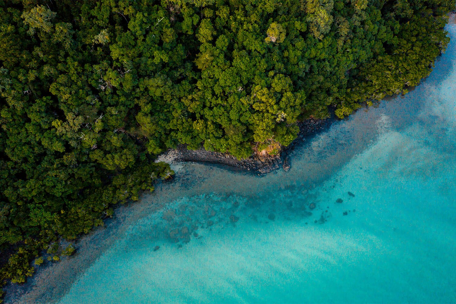 World Heritage Areas collide at Cape Tribulation