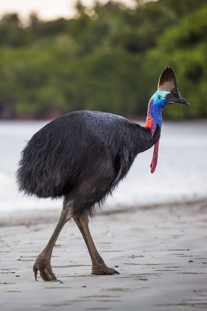 cassowary