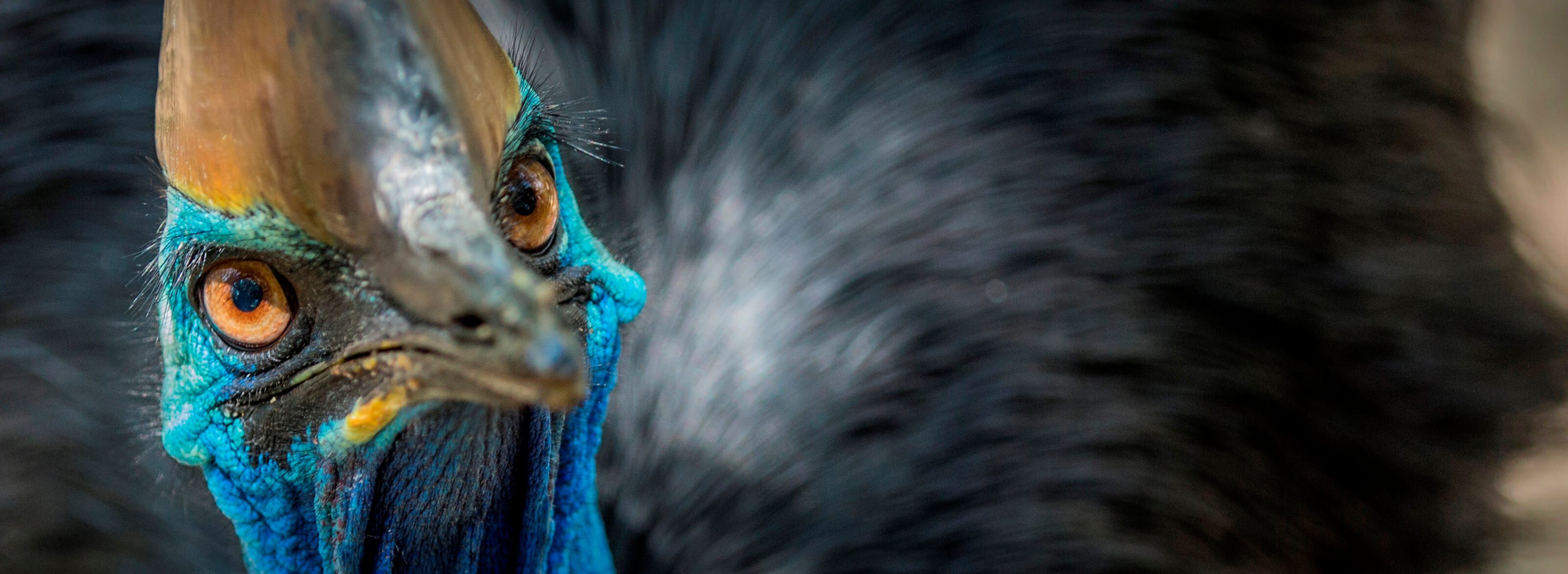 A southern cassowary close up