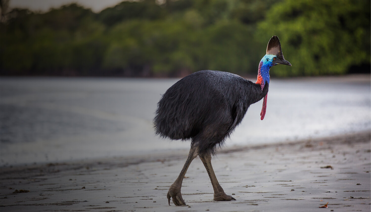 cassowary