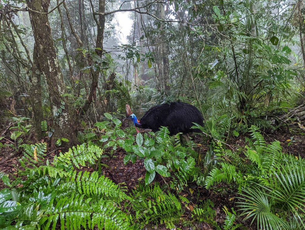 cassowary in rainforest skyrail