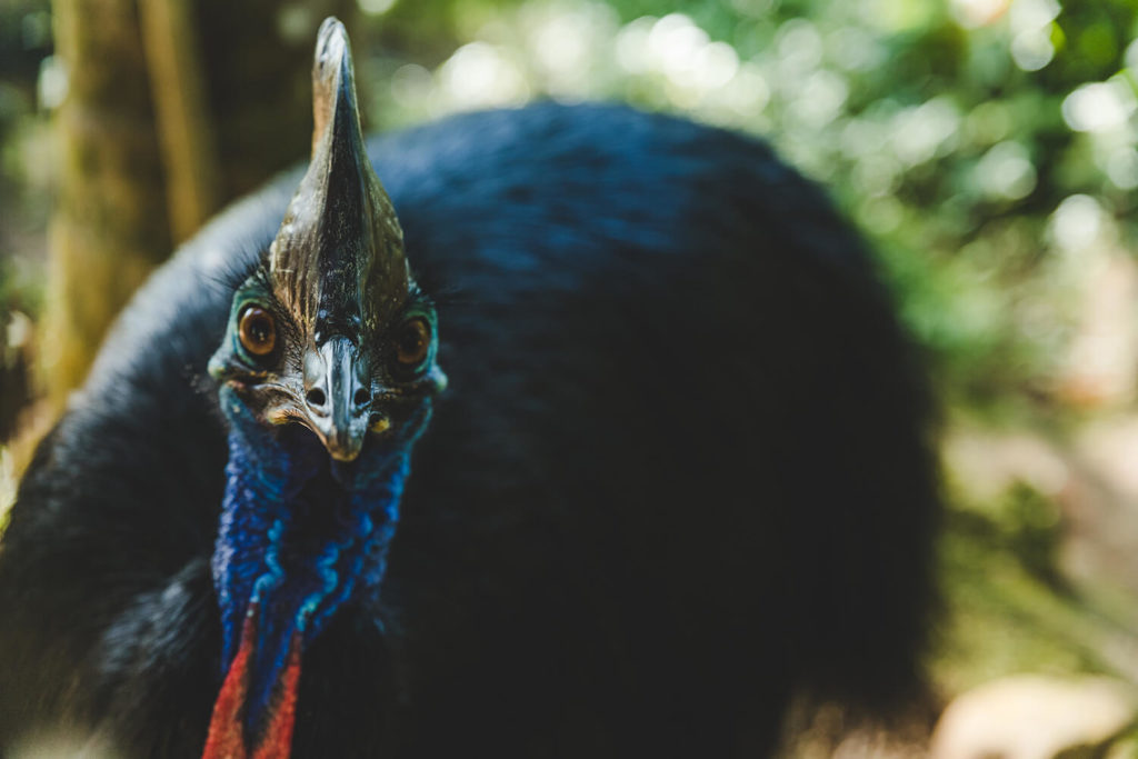 Cassowary at Rainforestation