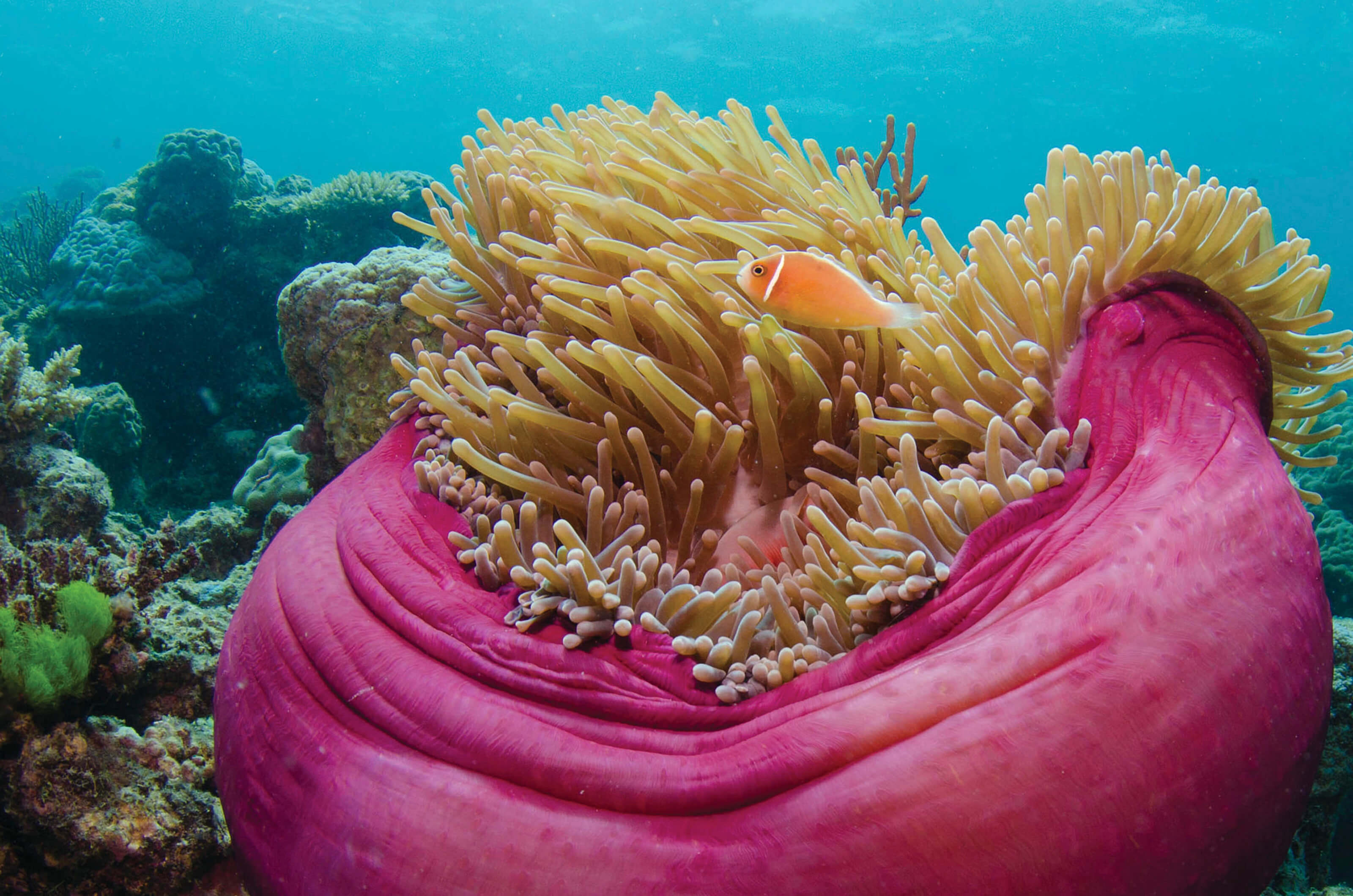Clown fish in an anenone