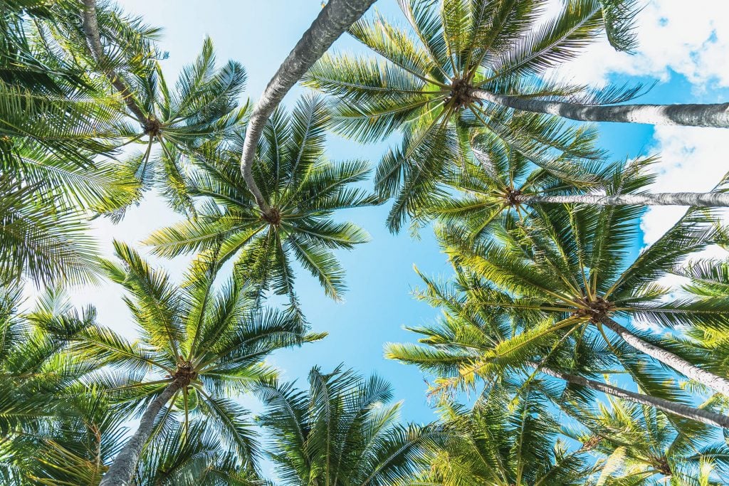 Coconut Trees