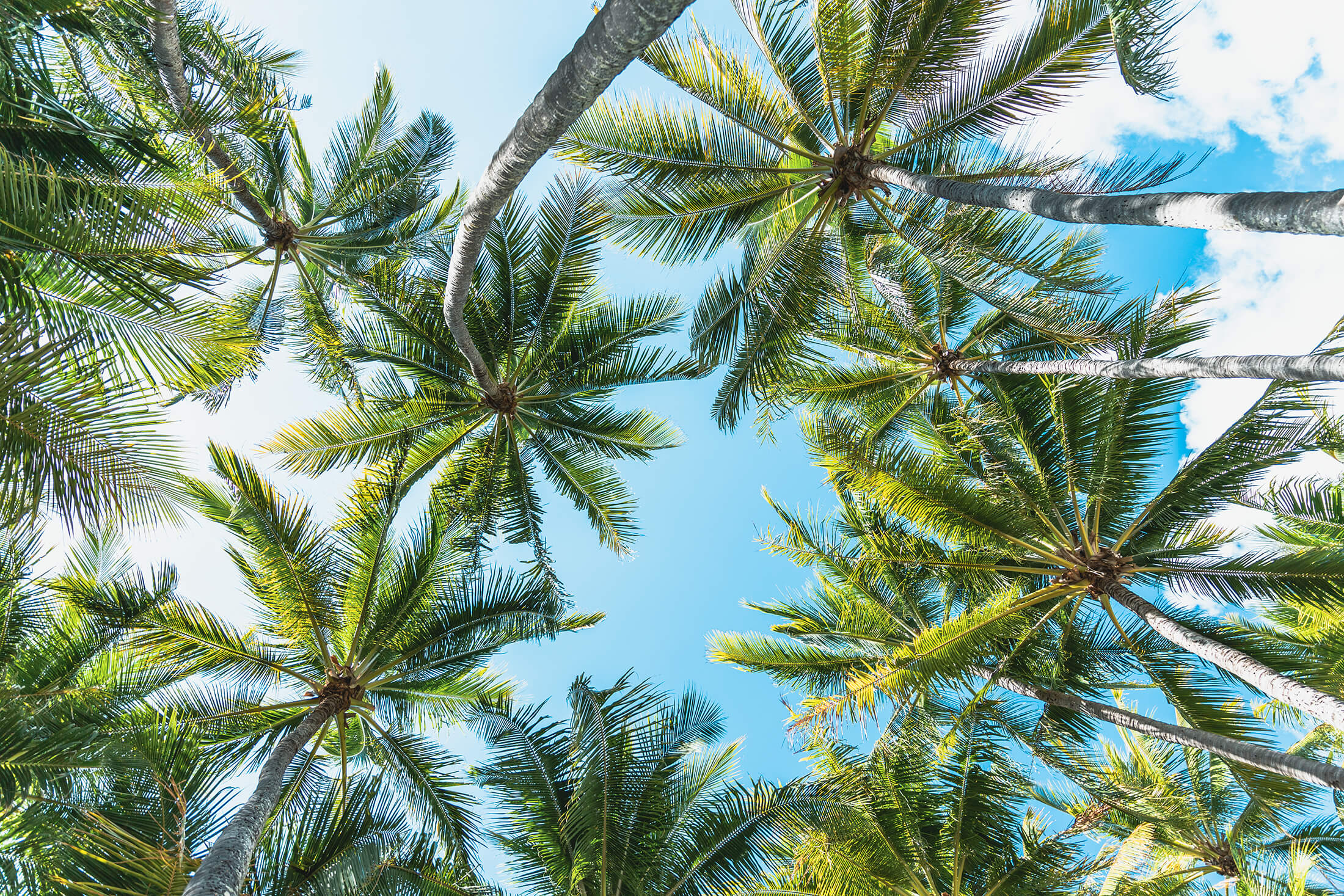 Coconut Trees