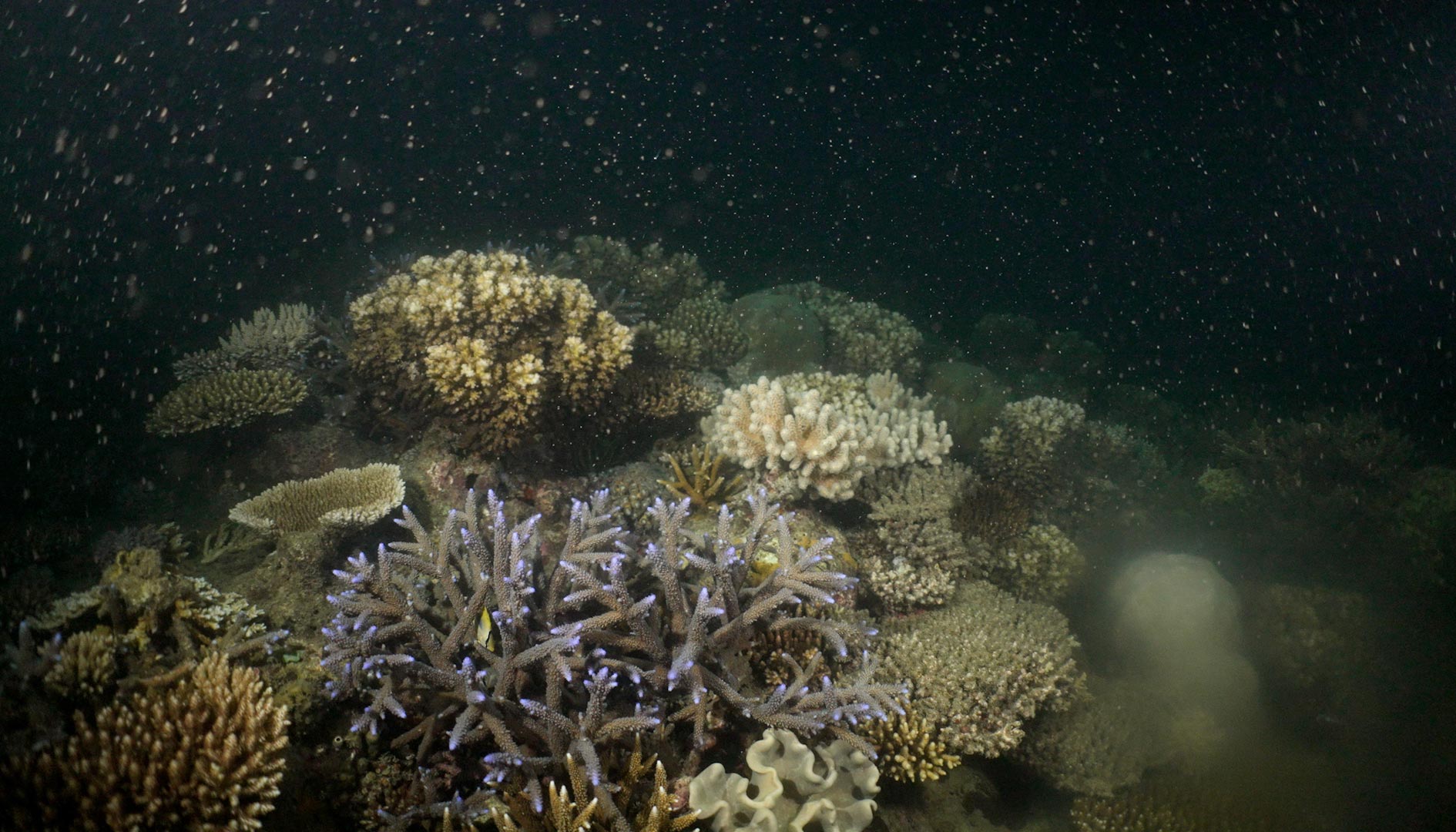 coral spawning november 2022