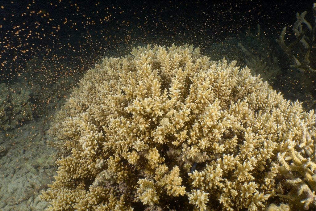 Coral spawning
