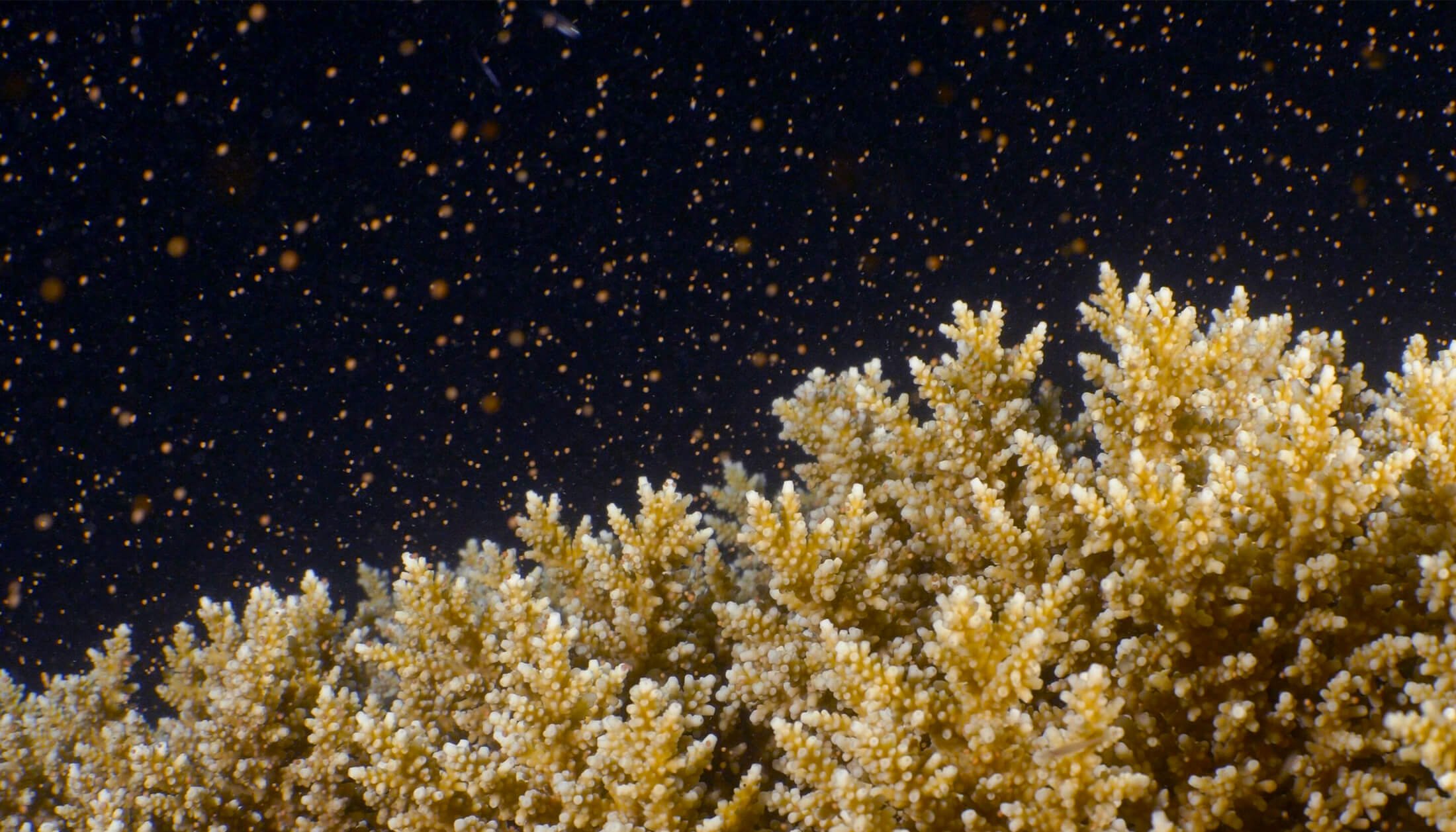Coral spawning close-up