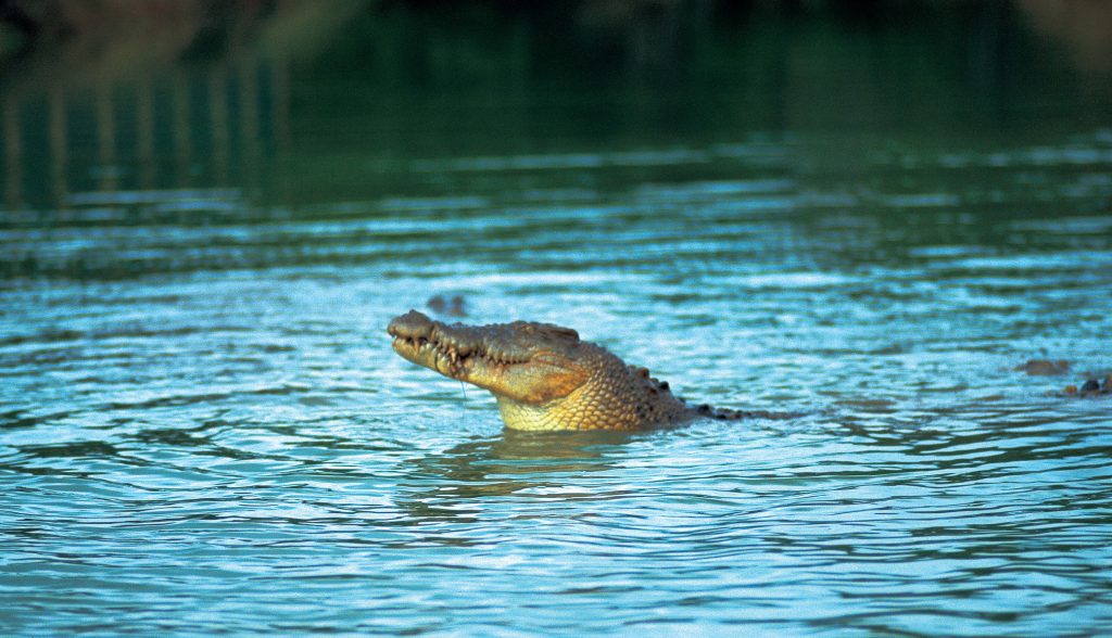 Wild crocodile in river