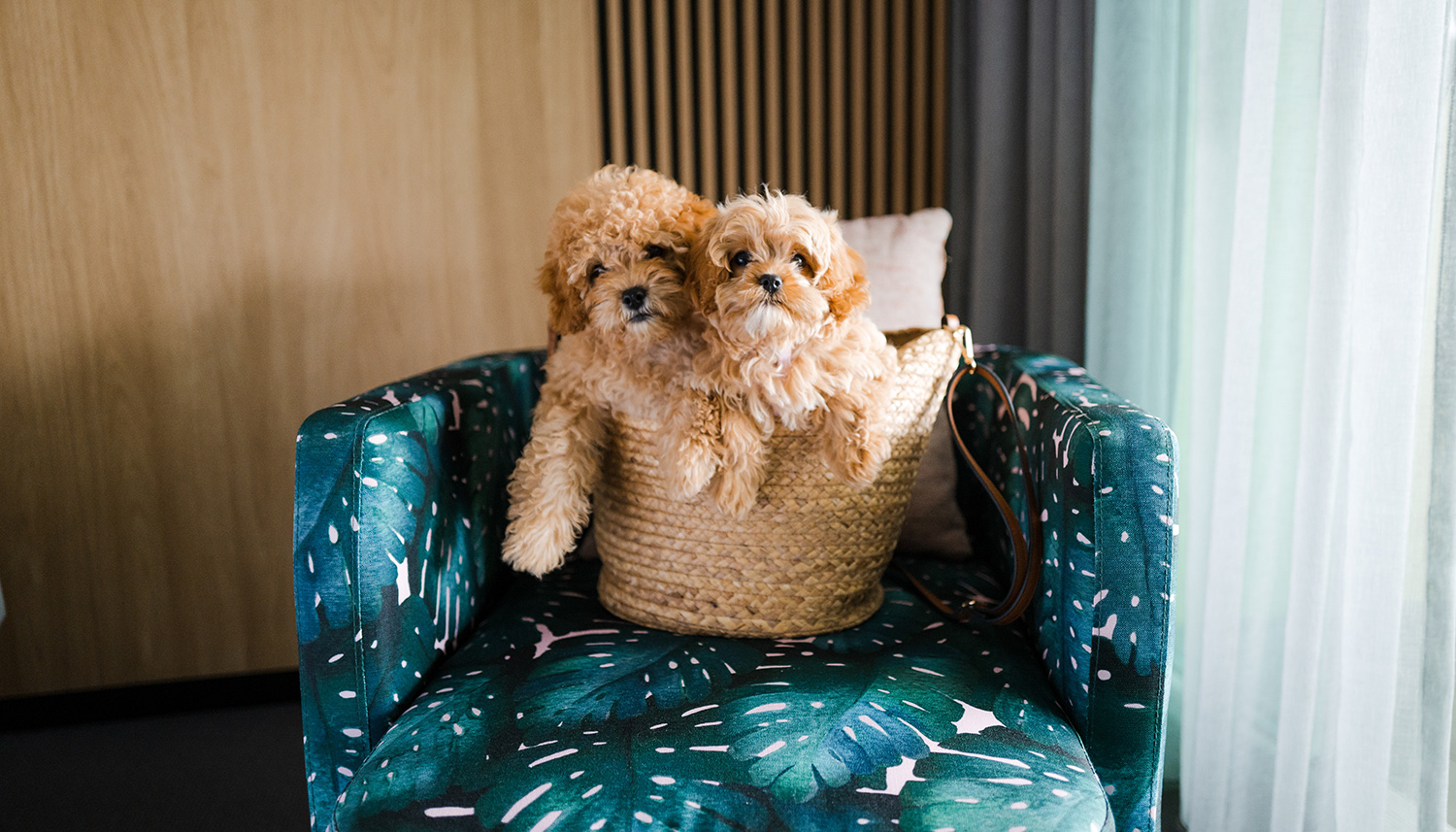 crystalbrook bailey dog friendly travel cairns