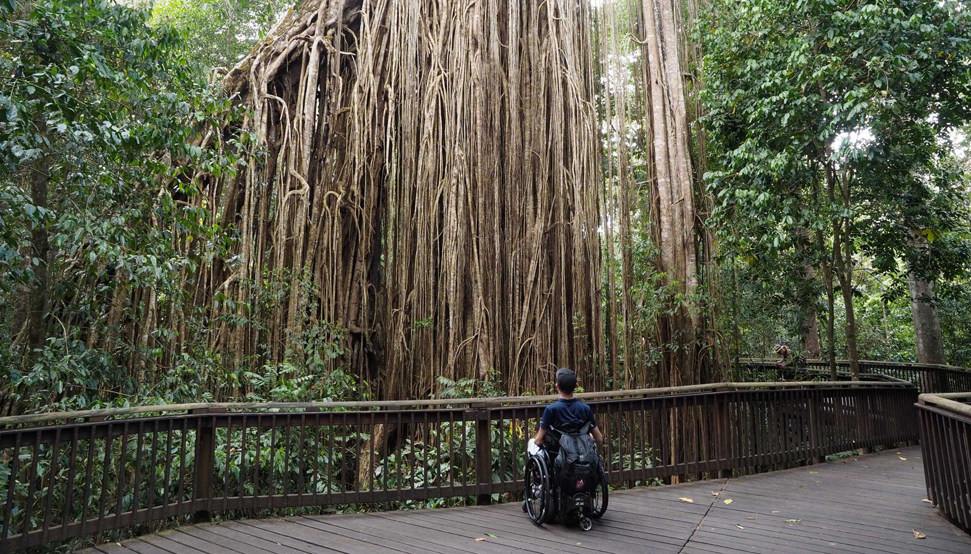 curtain fig tree accessible travel
